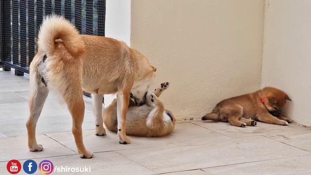 one Feisty Potat! смотреть онлайн