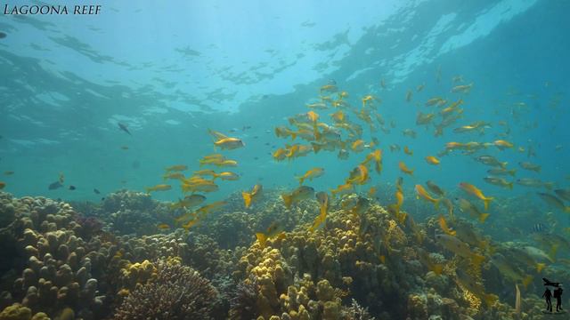 Дайвинг в Египте. Lagoona reef, White knight. смотреть онлайн