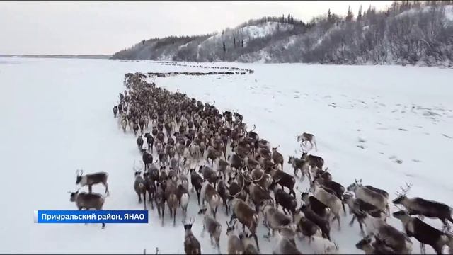 Перегон оленей на зимние пастбища начался на Ямале смотреть онлайн