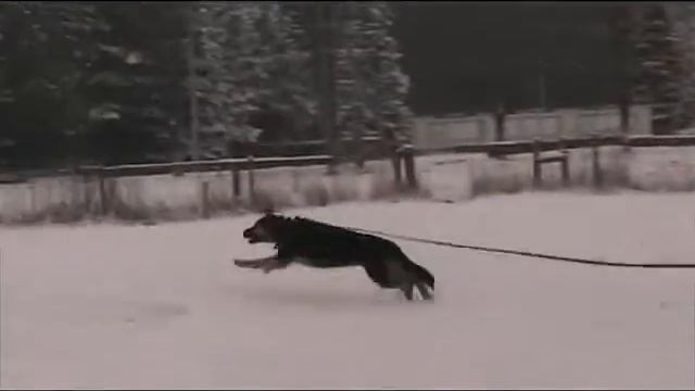 ЦСПК "Колизей" немецкая овчарка Блонда - атаки смотреть онлайн