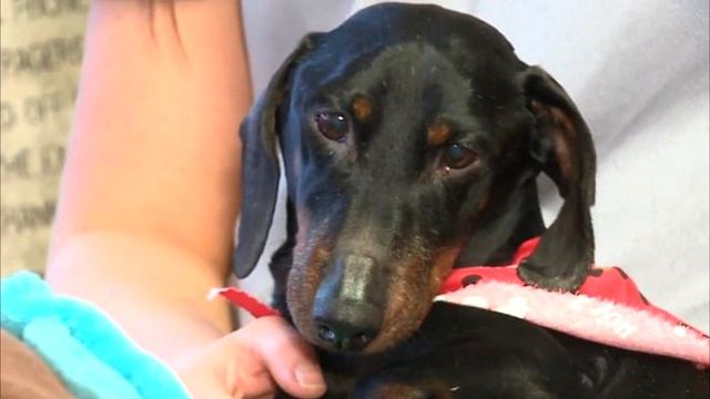 Её мордочка и лапы были обмотана скотчем смотреть онлайн