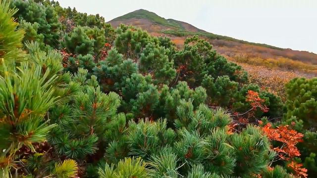 Камчатка. Гора разбившегося самолета. смотреть онлайн
