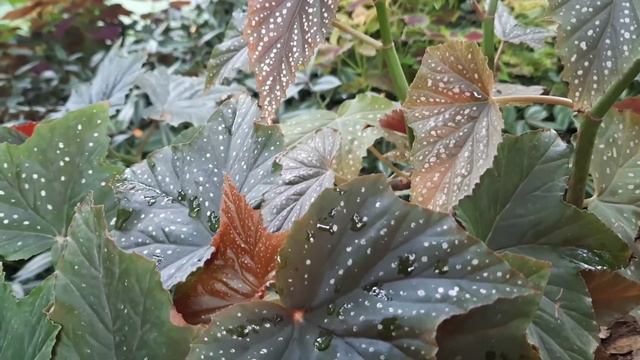 Care & Propagation Of Polka Dot/Angel Wing Begonia//Begonia Maculata