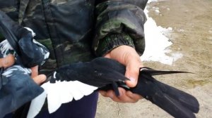 Голуби Бакинские - Чили ( Часть № 1 ) / Baku Pigeons - Chile ( Part № 1 )