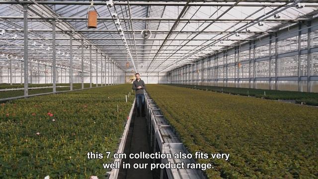 Nolina Potroses Ø 7cm Collection 2023