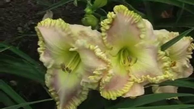 Лилейник daylily LYCEAN смотреть онлайн