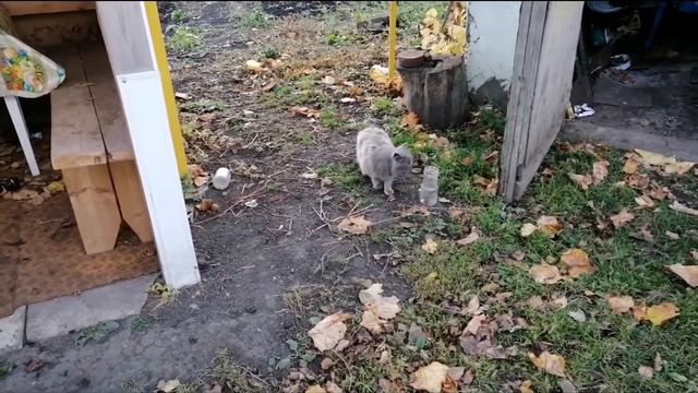 поймал мышь и дал кошке смотреть онлайн