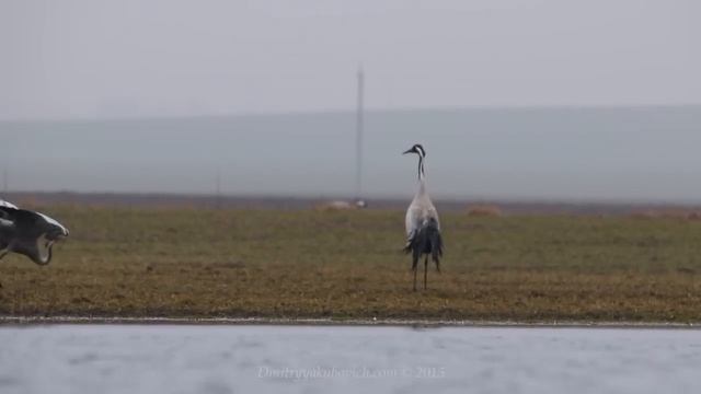 Common Cranes birds dancing in spring смотреть онлайн