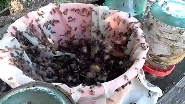 Результат подкормки направленной на осенние наращивание пчелы . смотреть онлайн