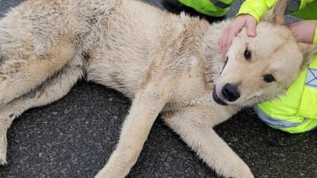 Вот что хозяин потребовал, узнав о проблемах собаки! Но нашлись добрые люди смотреть онлайн