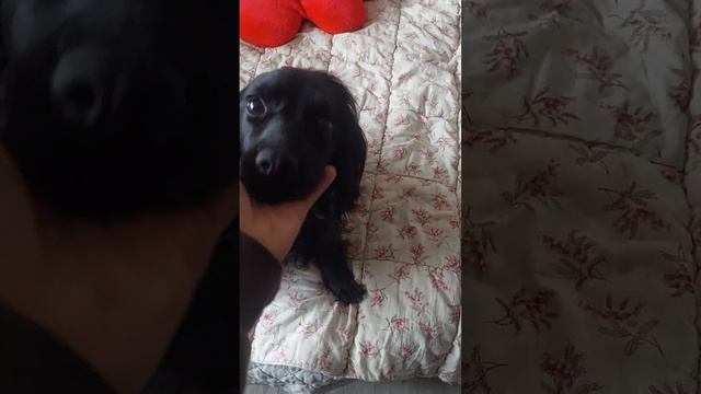 Niki 2 jahre alt Spániel Hundin смотреть онлайн