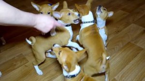 Весёлые щенки БАСЕНДЖИ. (африканская нелающая собака). Funny Basenji puppies.