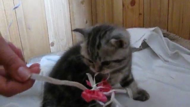 Котёнку 1 месяц - учиться играть смотреть онлайн