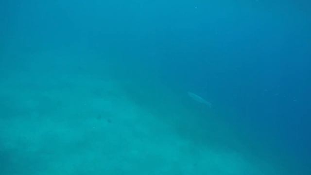 Israel Eilat Red sea coral reef freediving and snorkeling 08-07-2017 смотреть онлайн