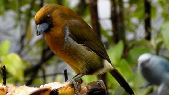 Kitaro Estrella смотреть онлайн