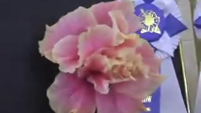 May 19, 2012 Gulf Coast Chapter Hibiscus Show смотреть онлайн