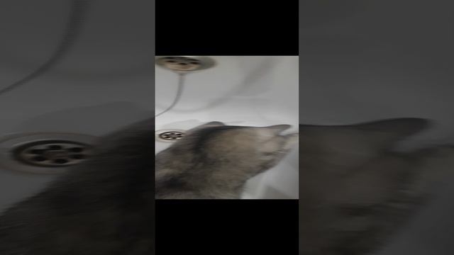 кот лижет воду смотреть онлайн