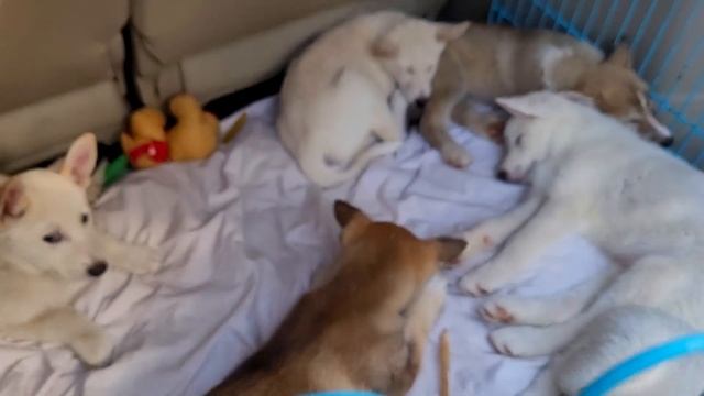 Собачий Базар в Одессе! Староконный Рынок. Одесса 09.10.2022. Породы Собак и Котов смотреть онлайн