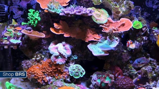 Week 43: Aquarium Controllers: Protecting your tank, wallet and space | 52 Weeks of Reefing смотреть онлайн