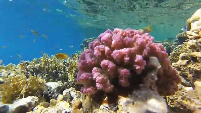 **Monte Carlo Sharm Resort & Spa** Королевский ангел (Pygoplites diacanthus) // Sharm El Sheikh смотреть онлайн