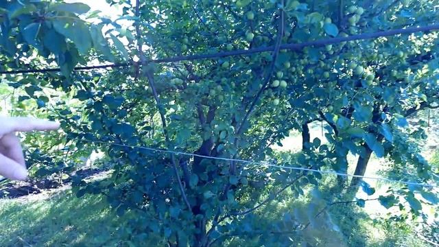 Первая обработка после цветения. Виноград, сад, огород, после града. смотреть онлайн