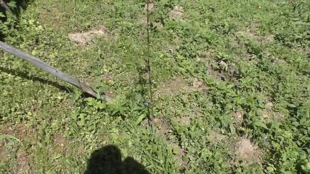 Белая и Розовая акации после морозной зимы.И немного павловнии. смотреть онлайн