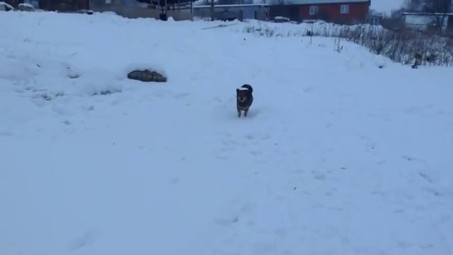 огромная собака волк напала на туристов около д руднево смотреть онлайн