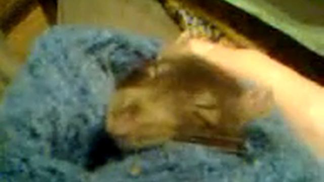 Спящая крыса как детя смотреть онлайн