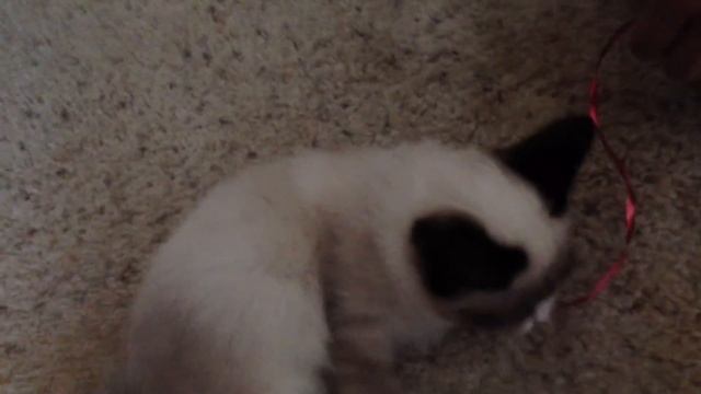 Grumpy Cat Playing!