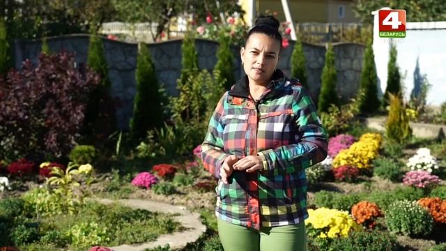 Хризантема мультифлора : Рай на земле! смотреть онлайн