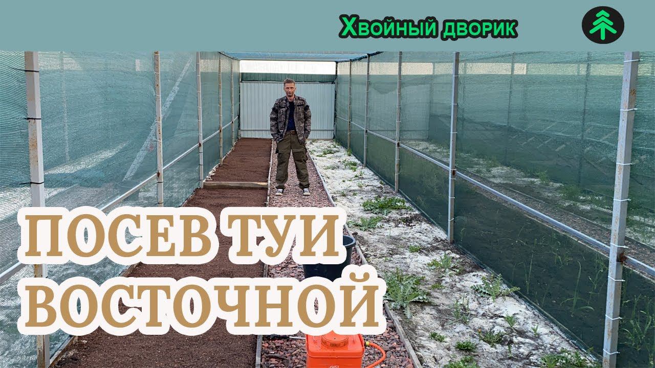 Посев семян туи восточной книжка в открытый грунт питомник "Хвойный дворик" смотреть онлайн