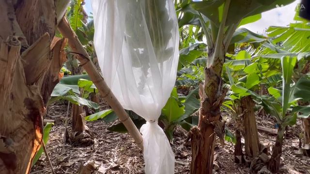 We Spend Some Time Maintaining The Banana Orchard On Terceira Island, Azores, Portugal смотреть онлайн