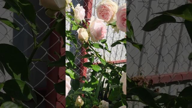 Роза Велленшпиль, обильно цветущая , устойчивая к болезням роза моя любимица