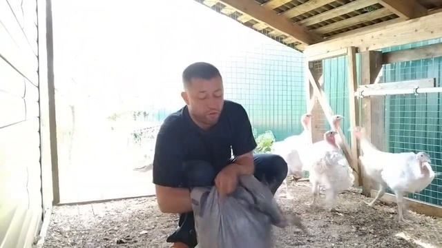 Хайбрид Конвертер 10 недель смотреть онлайн