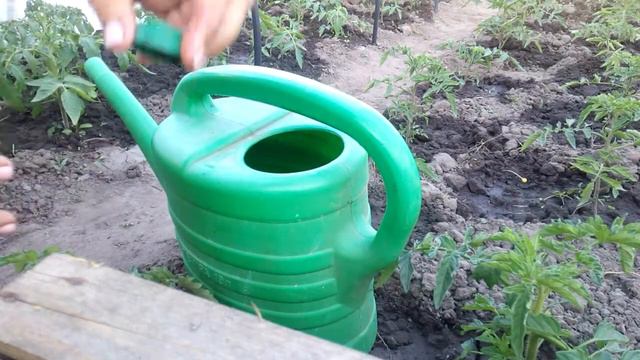 Чим підживляти розсаду баклажанів //  ВИРОЩУВАННЯ БАКЛАЖАНІВ.