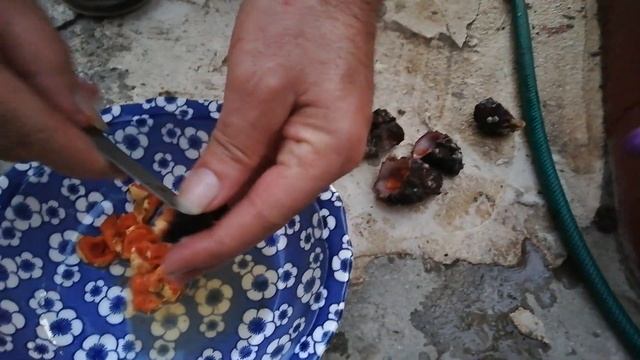 ФУСКА (Microcosmus Sabatieri) - моллюск, обитающий в Средиземном море, считается афродизиаком