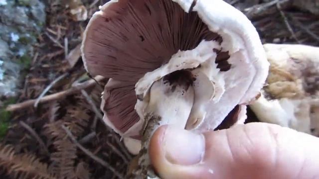 Agaricus xanthodermus смотреть онлайн