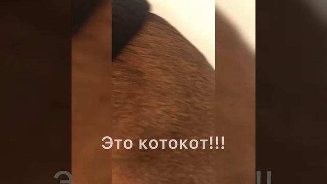 КОТОКОТ!!!!!!!!! смотреть онлайн