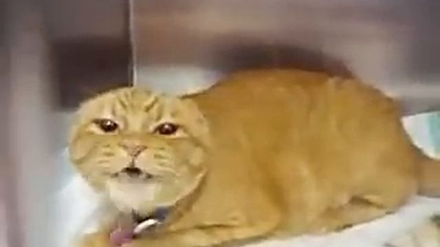 Very Angry Cat смотреть онлайн