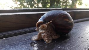 Как улитка просыпается и вылазит из ракушки