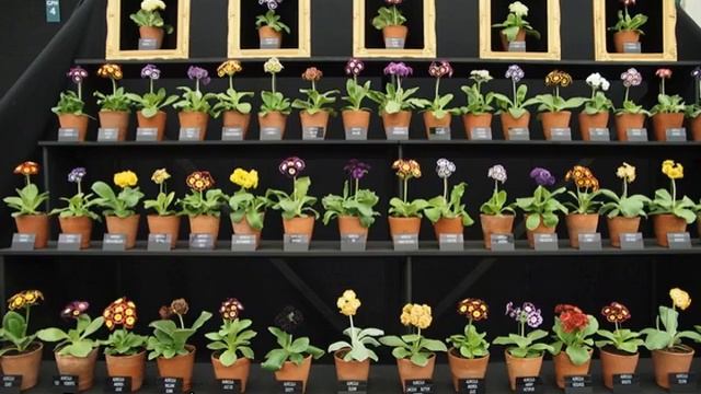 Примула многолетняя — выращивание на даче смотреть онлайн