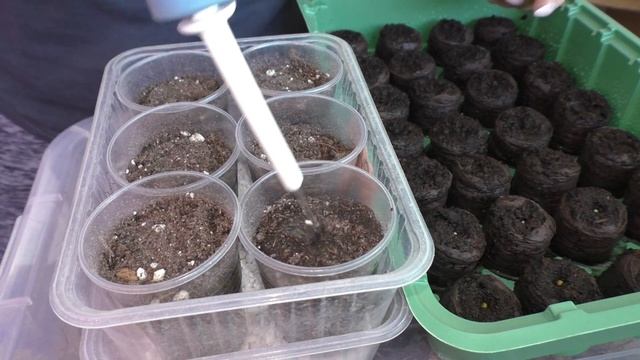 Дихондра / Посев семян смотреть онлайн