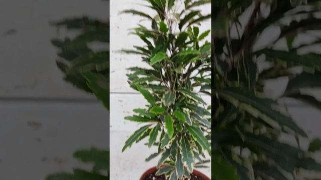 Дизиготека Elegantissima смотреть онлайн