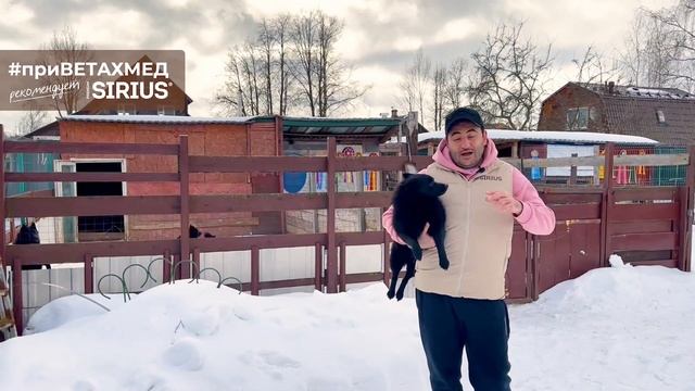 Секреты породы. Шипперке (Схипперке) // #ПриВЕТАхмед смотреть онлайн