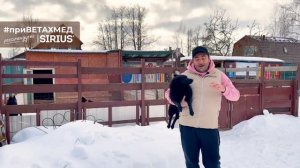 Секреты породы. Шипперке (Схипперке) // #ПриВЕТАхмед