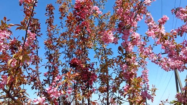 Яблони с красной м'якоттю (цветение) смотреть онлайн