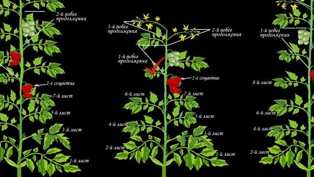 Пасынкование томатов. Детерминантные томаты. Теория. смотреть онлайн