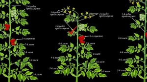 Пасынкование томатов. Детерминантные томаты. Теория.