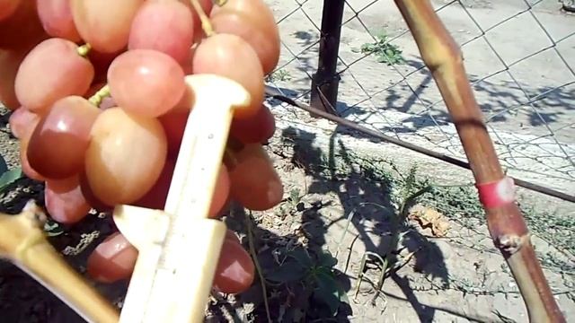 Виноград Ксения Анжелика смотреть онлайн