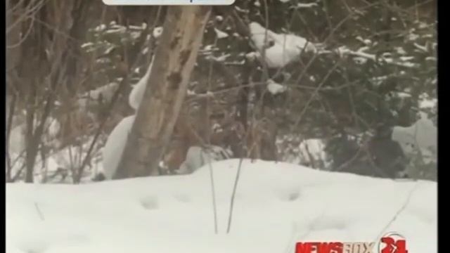 Туристы столкнулись с тигром в районе Шкотовских водопадов смотреть онлайн